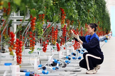 greenhouse